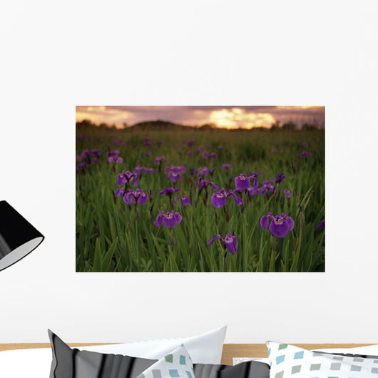 Wild Iris Blooms Wall Mural