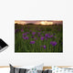 Wild Iris Blooms Wall Mural