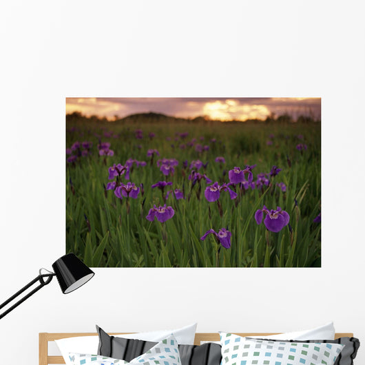 Wild Iris Blooms Wall Mural