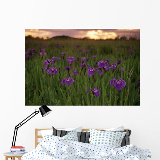 Wild Iris Blooms Wall Mural