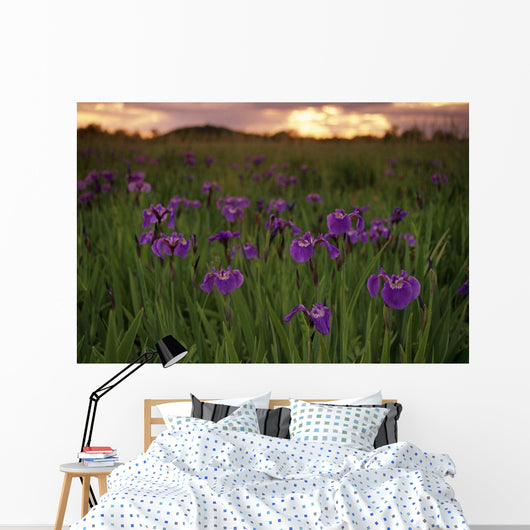 Wild Iris Blooms Wall Mural