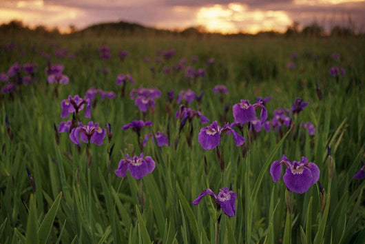 Wild Iris Blooms Wall Mural
