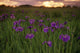 Wild Iris Blooms Wall Mural