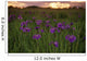 Wild Iris Blooms Wall Mural