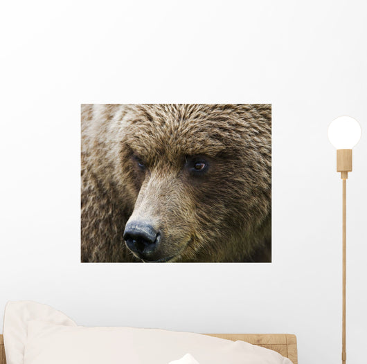 Close Up Portrait Of A Brown Bear In Hallo Bay Wall Mural