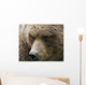 Close Up Portrait Of A Brown Bear In Hallo Bay Wall Mural
