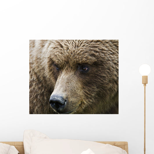 Close Up Portrait Of A Brown Bear In Hallo Bay Wall Mural
