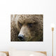 Close Up Portrait Of A Brown Bear In Hallo Bay Wall Mural