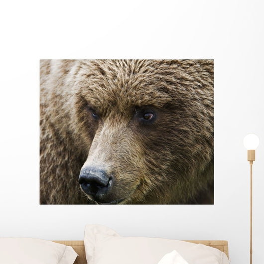 Close Up Portrait Of A Brown Bear In Hallo Bay Wall Mural