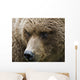 Close Up Portrait Of A Brown Bear In Hallo Bay Wall Mural