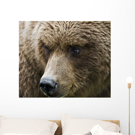 Close Up Portrait Of A Brown Bear In Hallo Bay Wall Mural