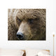Close Up Portrait Of A Brown Bear In Hallo Bay Wall Mural