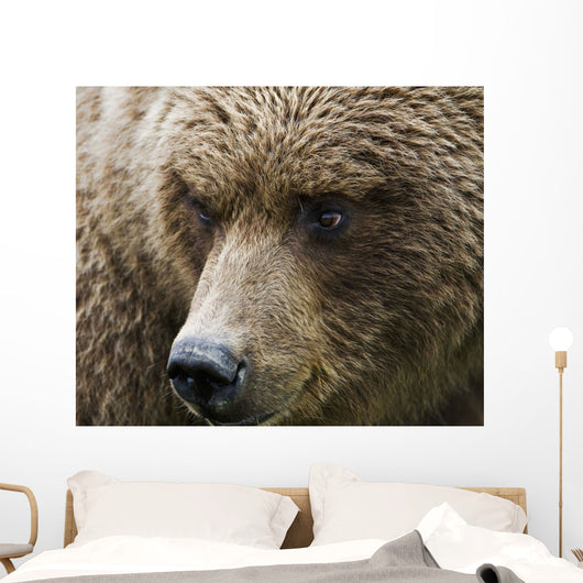 Close Up Portrait Of A Brown Bear In Hallo Bay Wall Mural