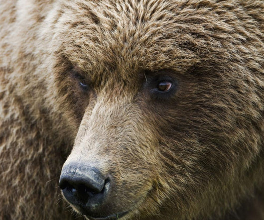 Close Up Portrait Of A Brown Bear In Hallo Bay Wall Mural