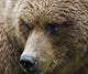 Close Up Portrait Of A Brown Bear In Hallo Bay Wall Mural