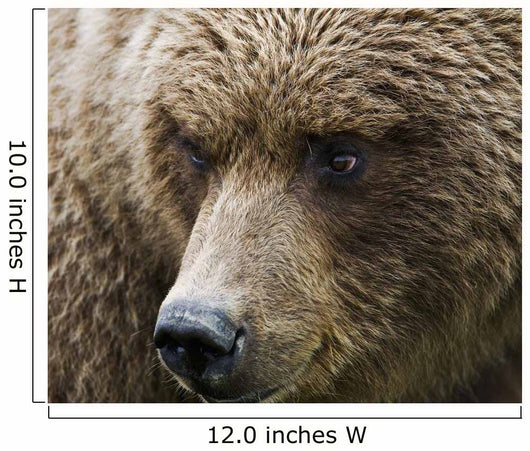 Close Up Portrait Of A Brown Bear In Hallo Bay Wall Mural