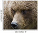 Close Up Portrait Of A Brown Bear In Hallo Bay Wall Mural