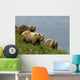 Brown Bear Sow And Cubs Eating Sedge Grasses In Hallo Bay Wall Mural