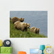 Brown Bear Sow And Cubs Eating Sedge Grasses In Hallo Bay Wall Mural