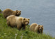 Brown Bear Sow And Cubs Eating Sedge Grasses In Hallo Bay Wall Mural