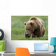 Brown Bear Eating Sedge Grasses In Hallo Bay Wall Mural