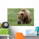 Brown Bear Eating Sedge Grasses In Hallo Bay Wall Mural