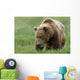 Brown Bear Eating Sedge Grasses In Hallo Bay Wall Mural
