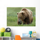 Brown Bear Eating Sedge Grasses In Hallo Bay Wall Mural