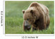 Brown Bear Eating Sedge Grasses In Hallo Bay Wall Mural