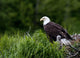 Bald Eagle Nesting With Her Chick Wall Mural