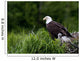 Bald Eagle Nesting With Her Chick Wall Mural