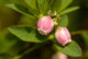 Close Up View Of Bog Blueberry Flowers On Squire Island Wall Mural