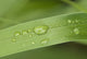 Close Up Of Water Droplets On A Blade Of Grass Wall Mural