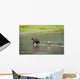 Brown Bear Sow Walks Across A Stream With Her Spring Cubs Wall Mural