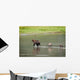 Brown Bear Sow Walks Across A Stream With Her Spring Cubs Wall Mural