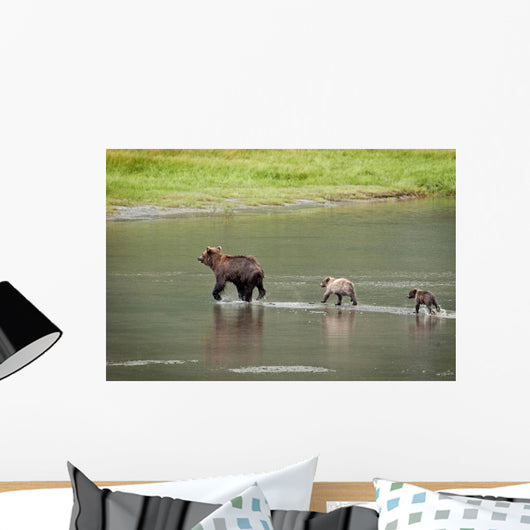 Brown Bear Sow Walks Across A Stream With Her Spring Cubs Wall Mural
