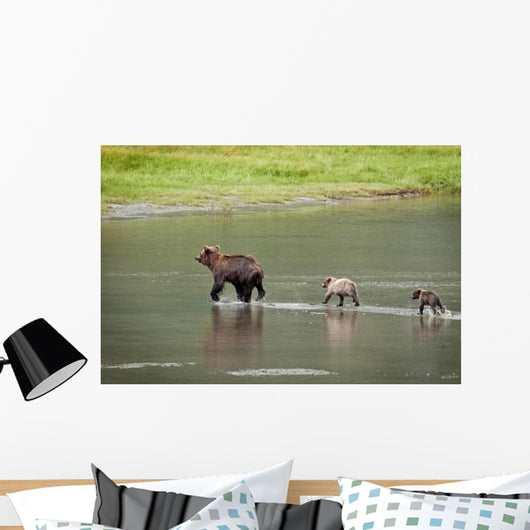 Brown Bear Sow Walks Across A Stream With Her Spring Cubs Wall Mural