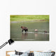 Brown Bear Sow Walks Across A Stream With Her Spring Cubs Wall Mural