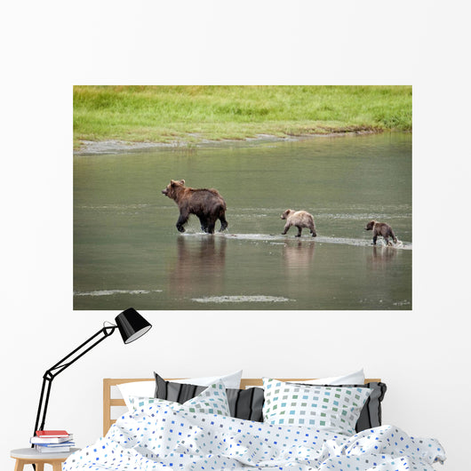 Brown Bear Sow Walks Across A Stream With Her Spring Cubs Wall Mural