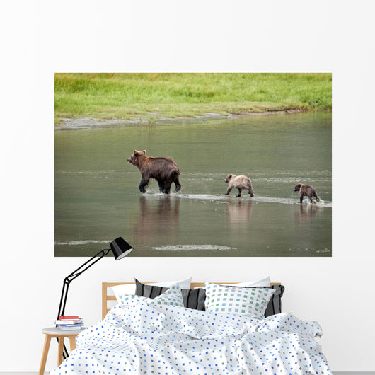 Brown Bear Sow Walks Across A Stream With Her Spring Cubs Wall Mural