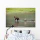 Brown Bear Sow Walks Across A Stream With Her Spring Cubs Wall Mural