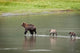 Brown Bear Sow Walks Across A Stream With Her Spring Cubs Wall Mural