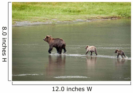 Brown Bear Sow Walks Across A Stream With Her Spring Cubs Wall Mural