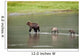 Brown Bear Sow Walks Across A Stream With Her Spring Cubs Wall Mural