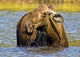 Moose Feeding In A Pond In Denali National Park & Preserve Wall Mural