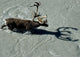View Overlooking A Bull Caribou As It Crosses A River Wall Mural