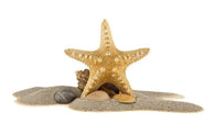 Sand and Starfish Wall Decal