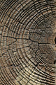 Old Pine Tree Cut