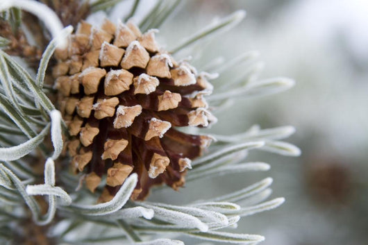 Close-Up Image Of Frost-Covered Pine Cone On Branch In Winter Wall Mural