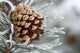 Close-Up Image Of Frost-Covered Pine Cone On Branch In Winter Wall Mural